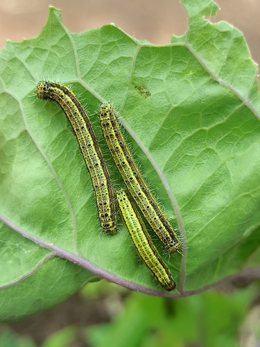 Great Southern White