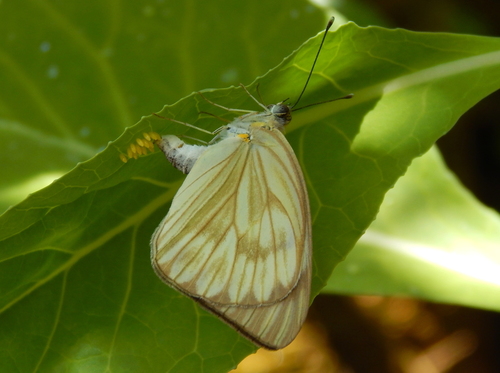 Great Southern White