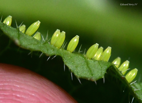 Great Southern White