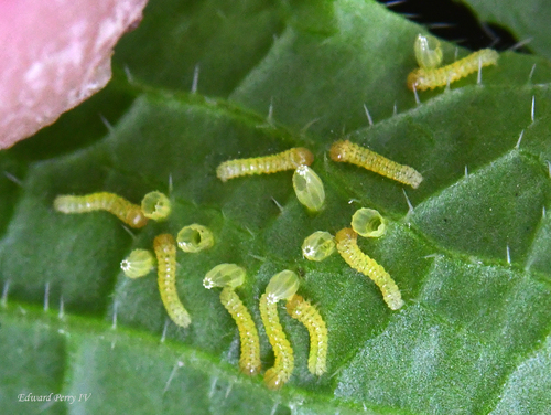 Great Southern White