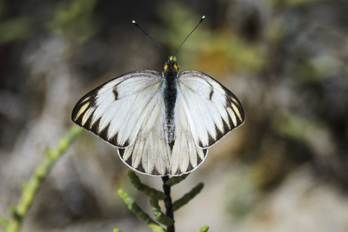 Great Southern White