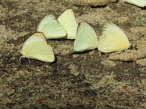 Great Southern White