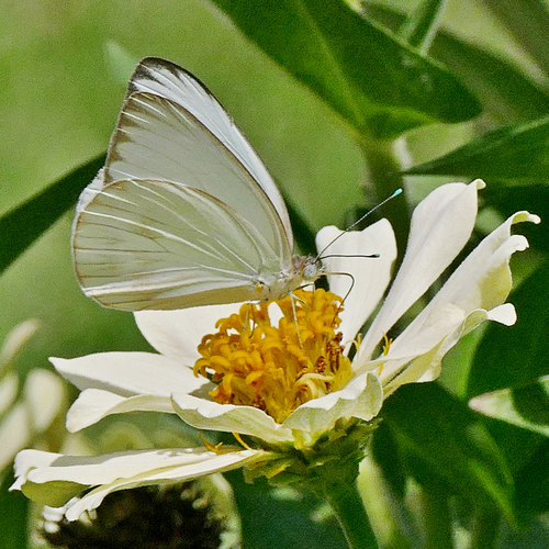 Great Southern White