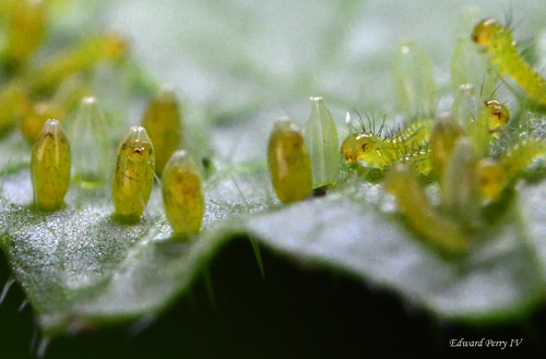 Great Southern White