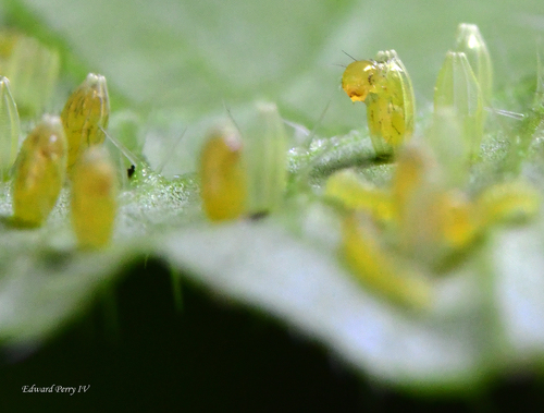 Great Southern White
