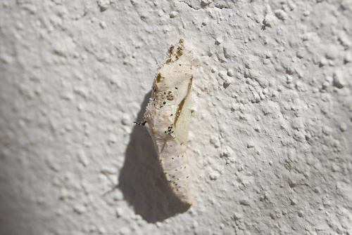 Great Southern White