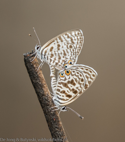 Zebra Blues