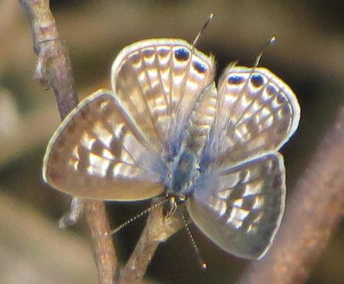 Zebra Blues