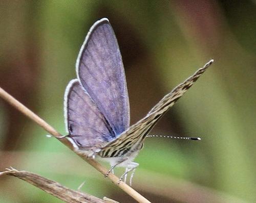 Zebra Blues