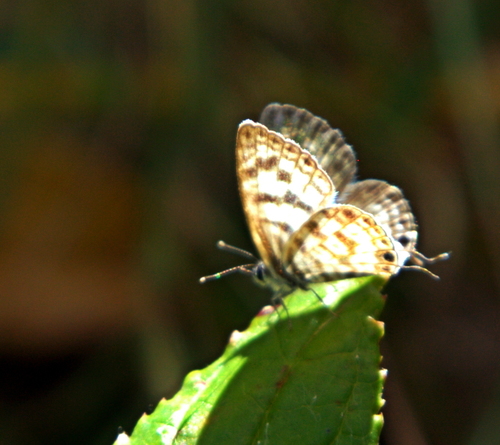 Zebra Blues