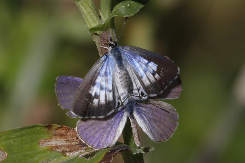 Zebra Blues