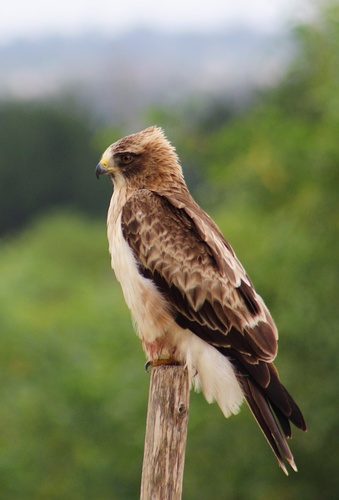 Booted Eagle