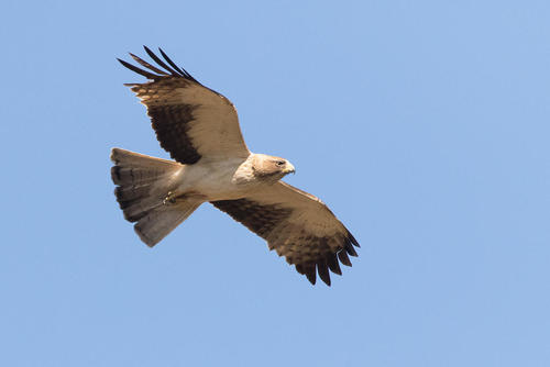 Booted Eagle