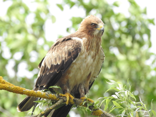 Booted Eagle
