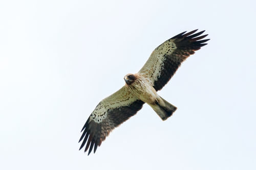 Booted Eagle