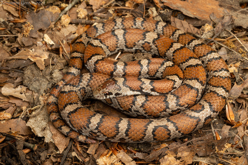 Eastern Milksnake