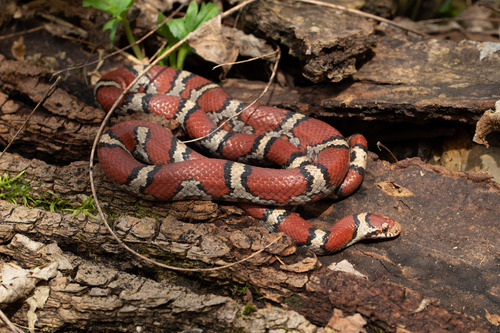 Eastern Milksnake