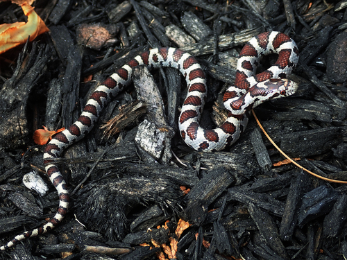 Eastern Milksnake