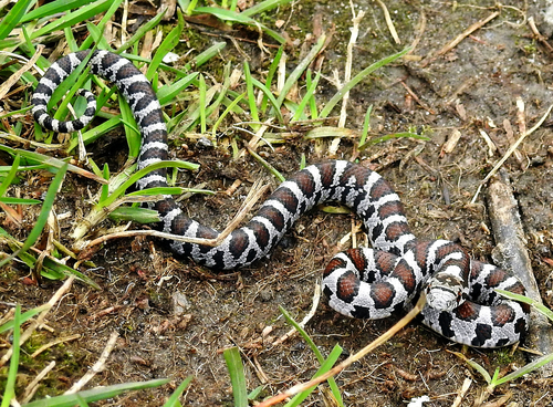 Eastern Milksnake