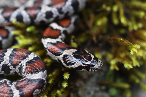 Eastern Milksnake