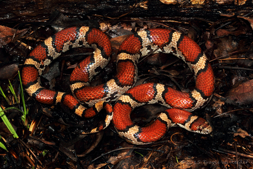 Eastern Milksnake