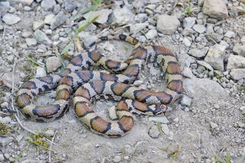 Eastern Milksnake