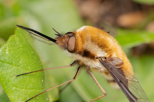 Greater Bee Fly
