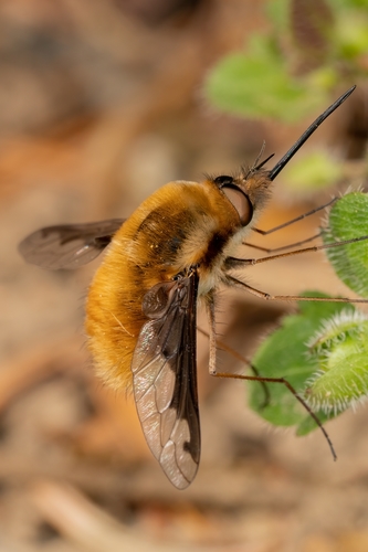 Greater Bee Fly