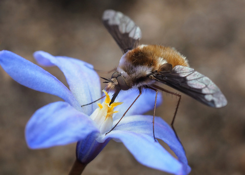 Greater Bee Fly