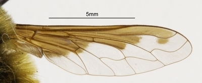Greater Bee Fly
