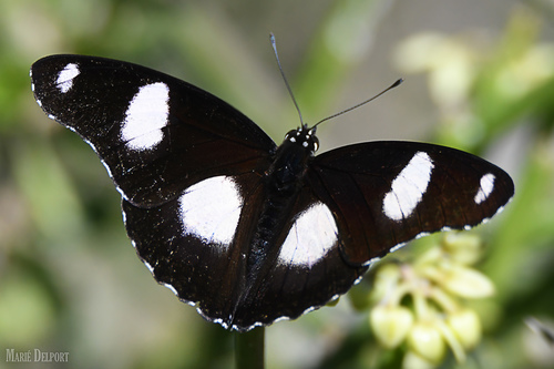 Danaid Eggfly