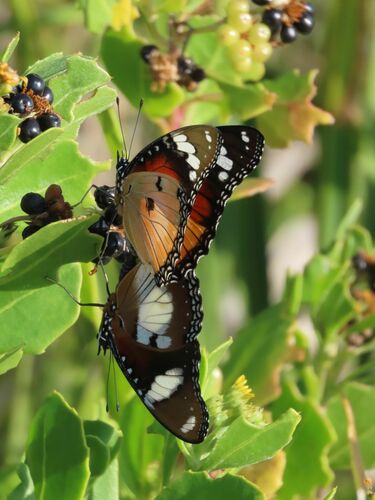 Danaid Eggfly