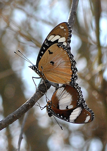 Danaid Eggfly
