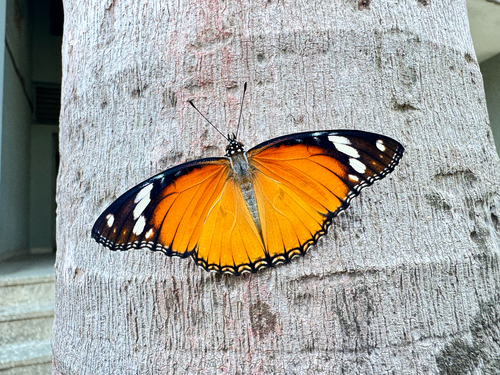 Danaid Eggfly