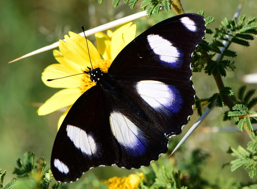 Danaid Eggfly