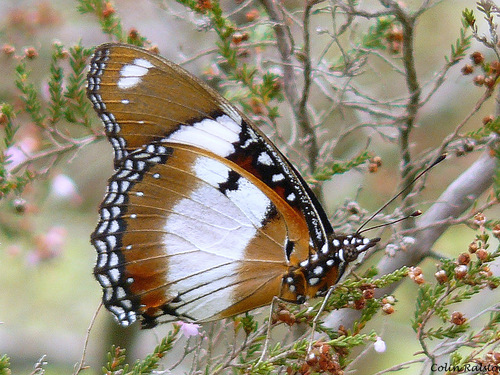 Danaid Eggfly