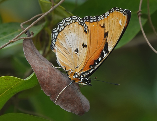 Danaid Eggfly