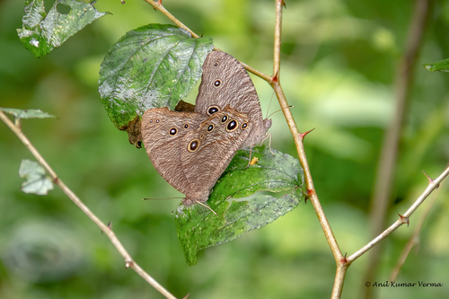 Common Evening Brown