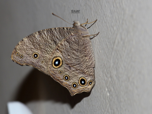 Common Evening Brown