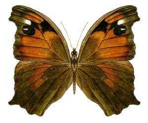 Common Evening Brown
