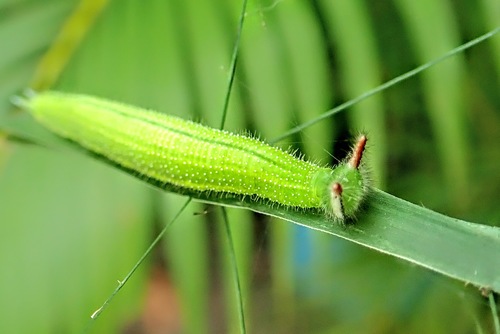 Common Evening Brown