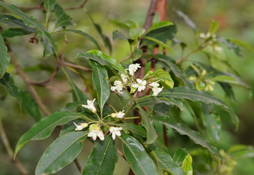 Australian Cheesewood