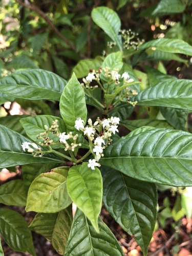 Shiny-leaved Wild Coffee