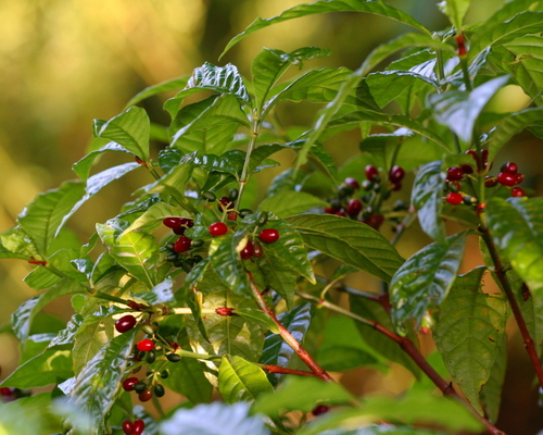 Shiny-leaved Wild Coffee