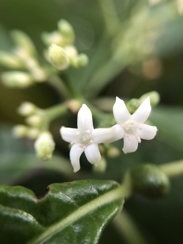 Shiny-leaved Wild Coffee