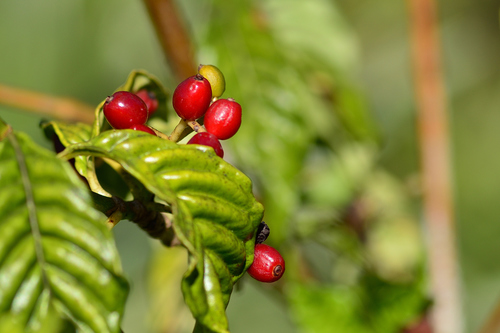 Shiny-leaved Wild Coffee