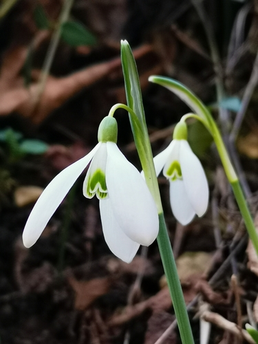 common snowdrop