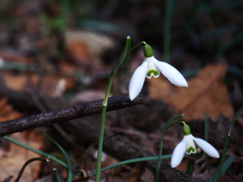 common snowdrop