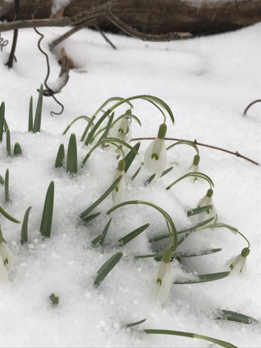 common snowdrop