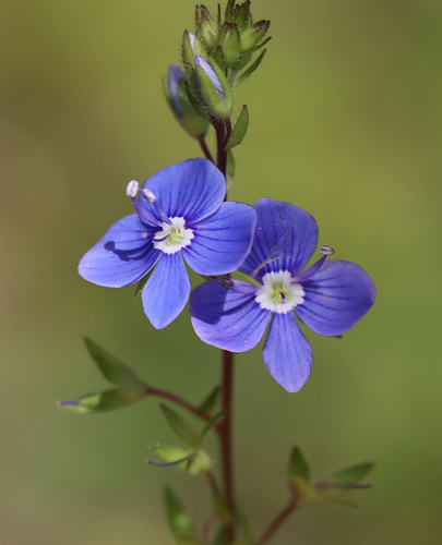 Germander Speedwell